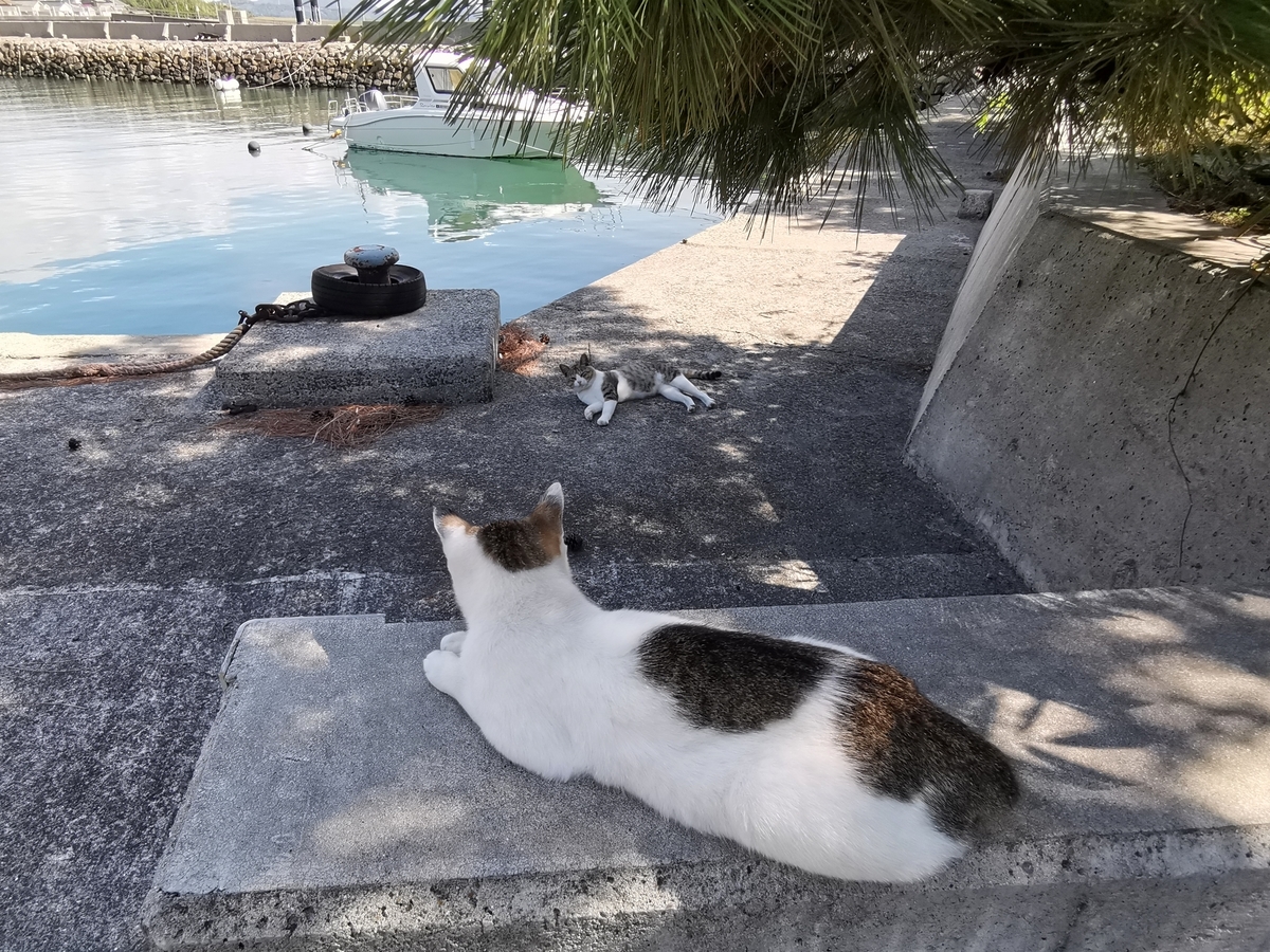 佐柳島　ネコ