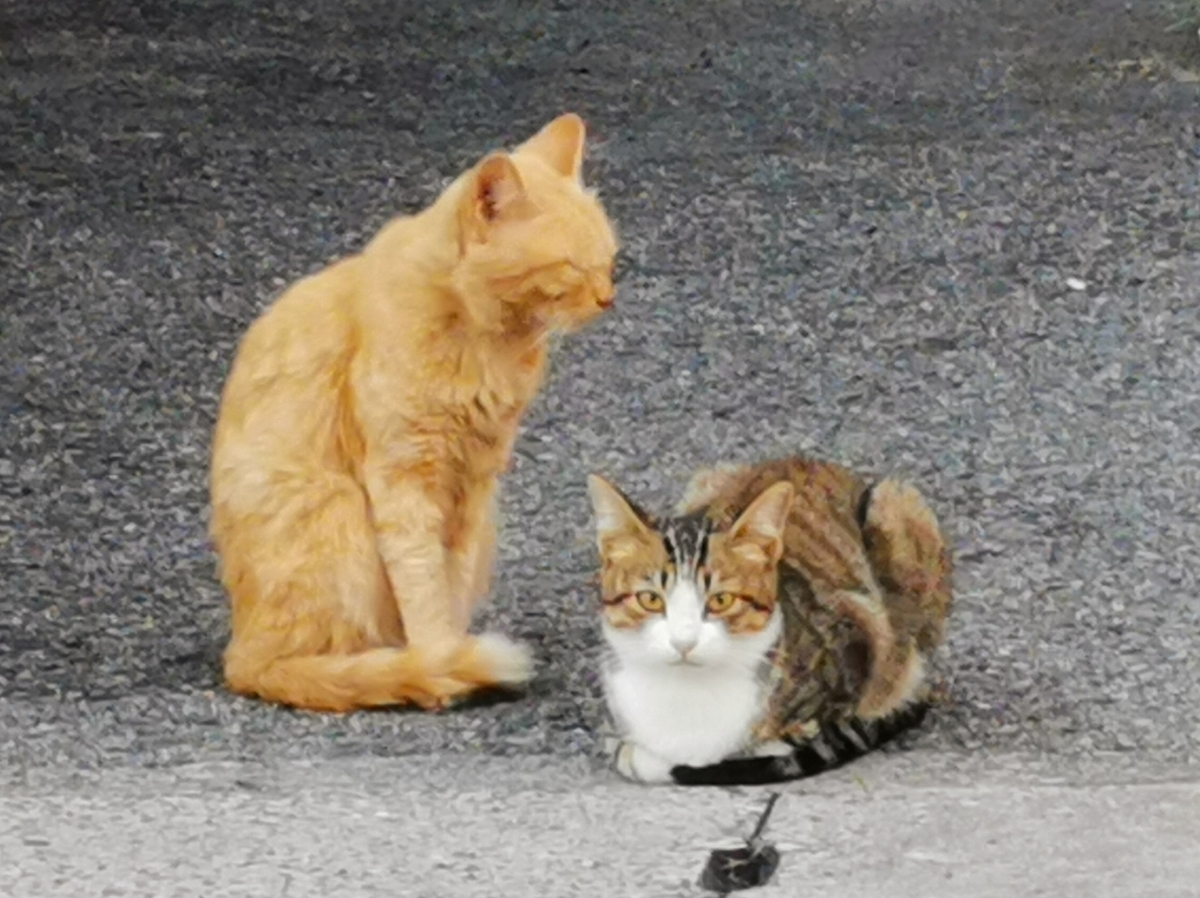 多度津港　ネコ