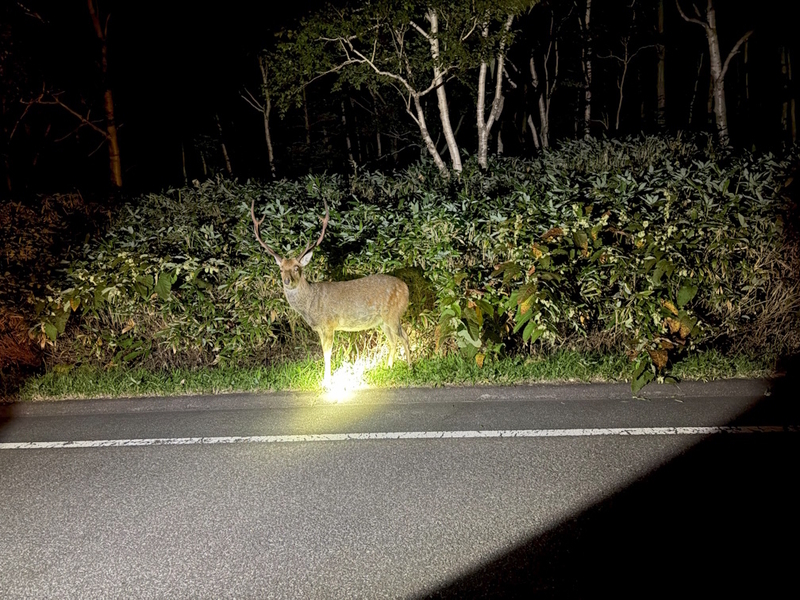 ナイトサファリ