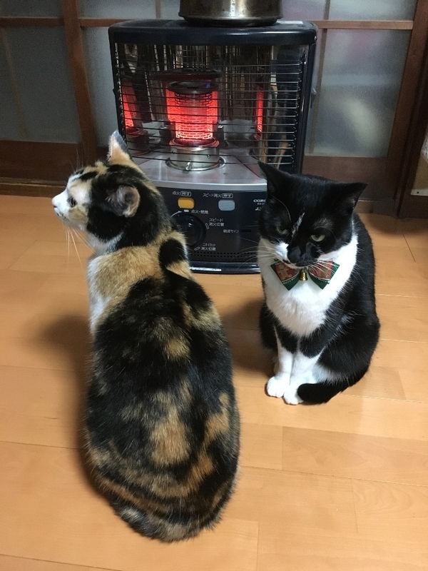 猫とストーブ 空猫 そらねこ 猫とストーブ 空猫 そらねこ