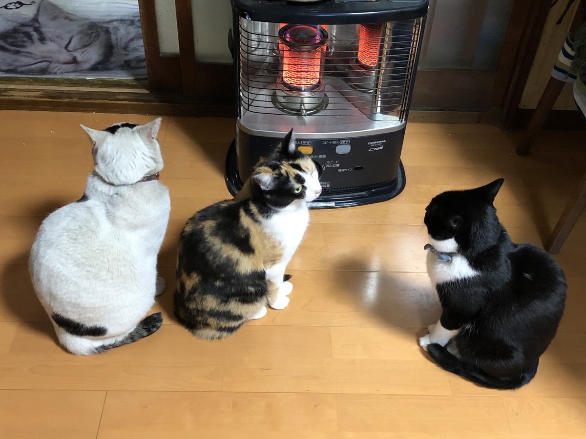 冬は猫達にストーブを占領されます 空猫 そらねこ