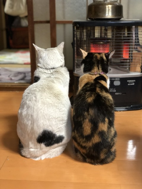冬は猫達にストーブを占領されます 空猫 そらねこ