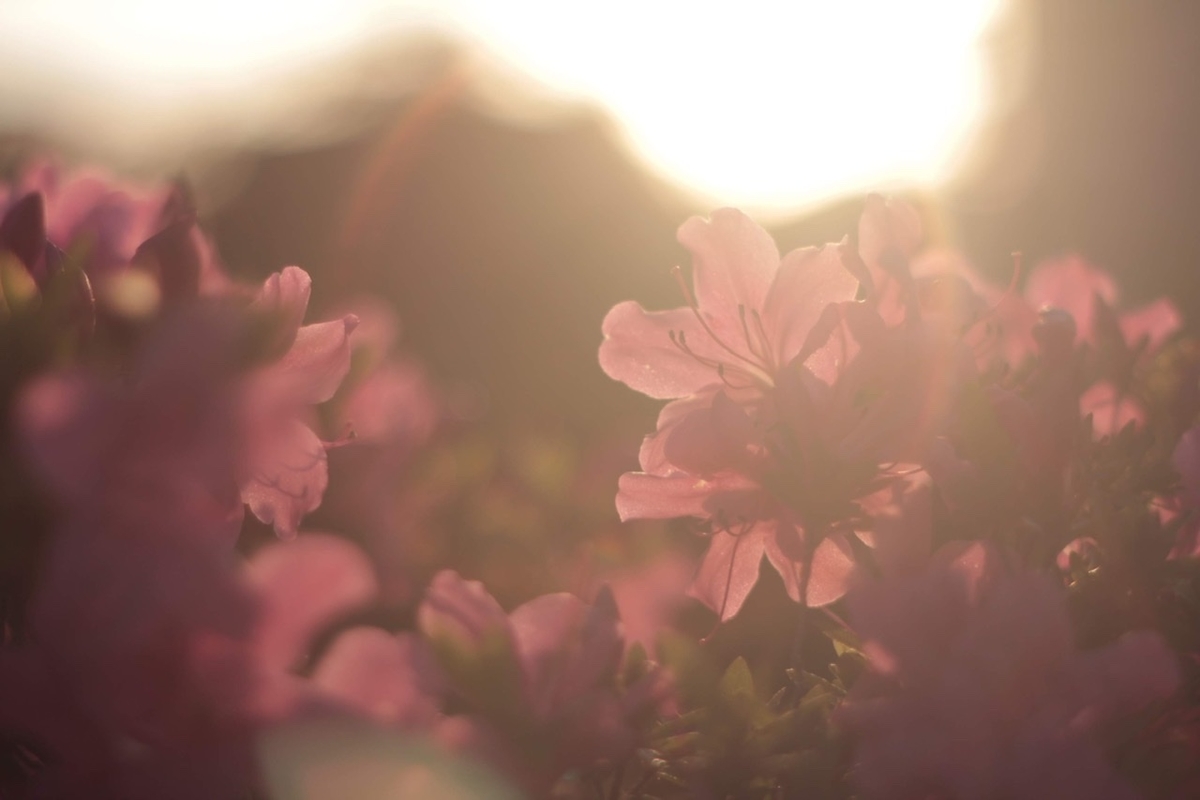 f:id:sora_nekoyashiki:20191218085929j:plain f:id:sora_nekoyashiki:20191218085929j:plain