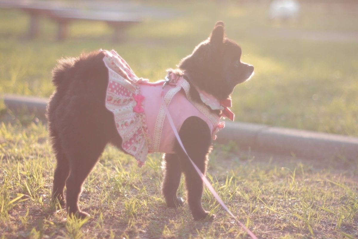 f:id:sora_nekoyashiki:20191218090301j:plain f:id:sora_nekoyashiki:20191218090301j:plain