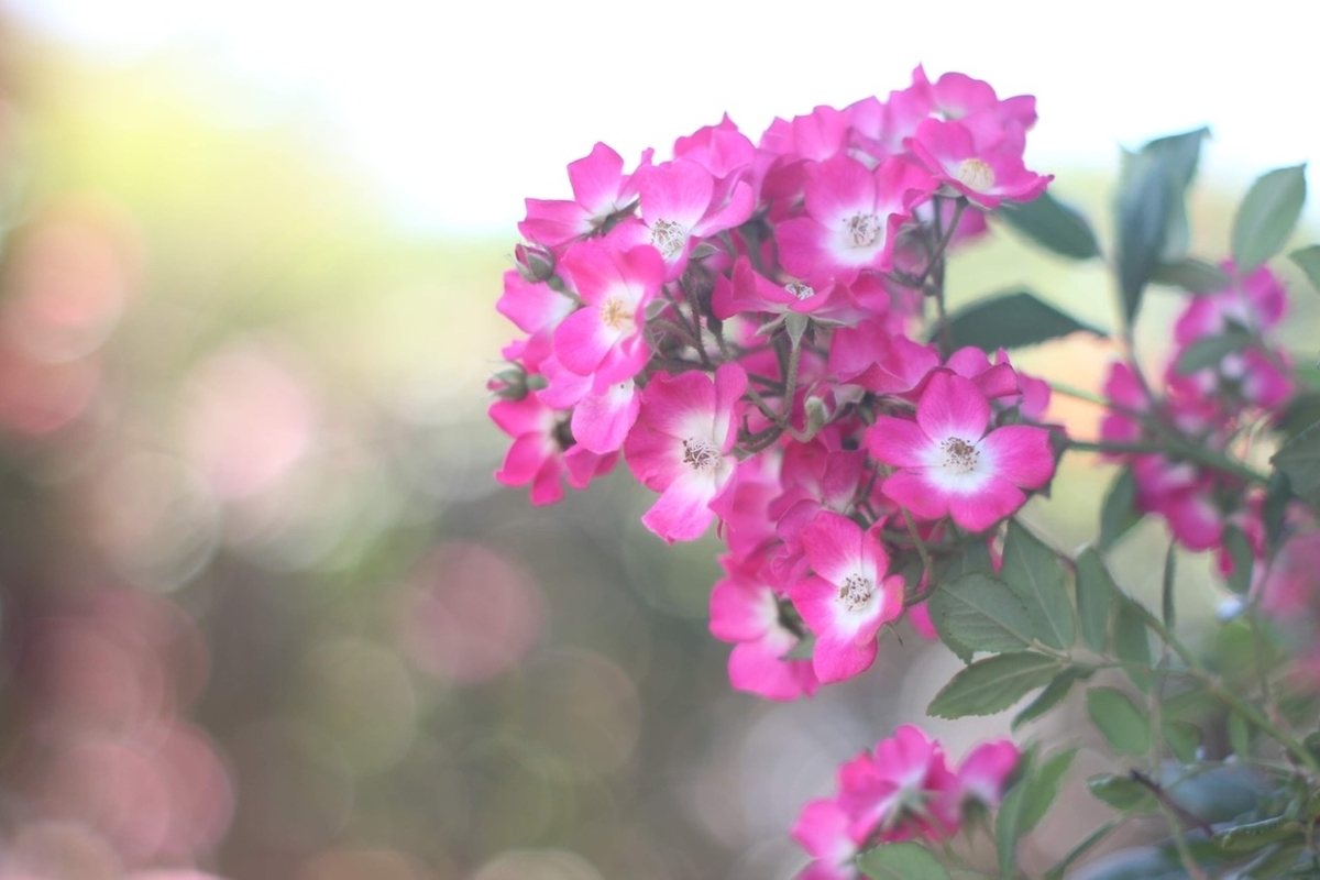 f:id:sora_nekoyashiki:20191218090353j:plain f:id:sora_nekoyashiki:20191218090353j:plain