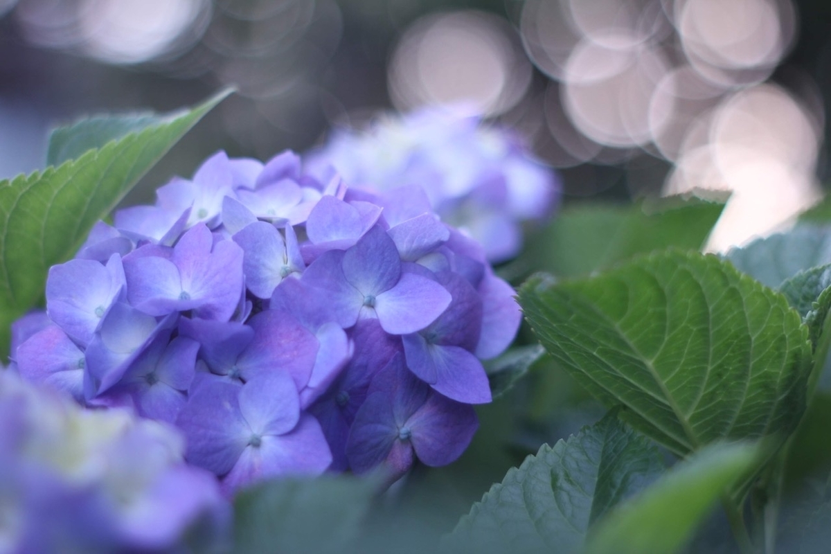 f:id:sora_nekoyashiki:20191218090533j:plain f:id:sora_nekoyashiki:20191218090533j:plain
