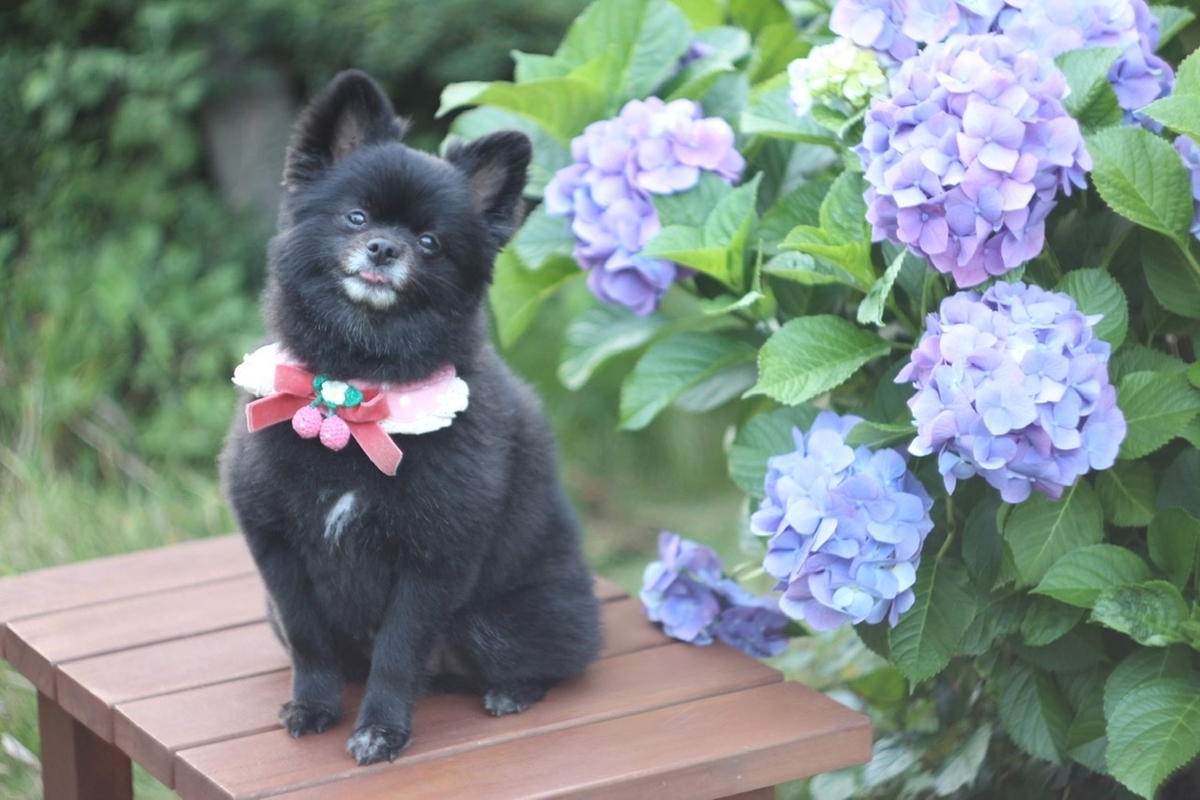 f:id:sora_nekoyashiki:20191218090554j:plain f:id:sora_nekoyashiki:20191218090554j:plain