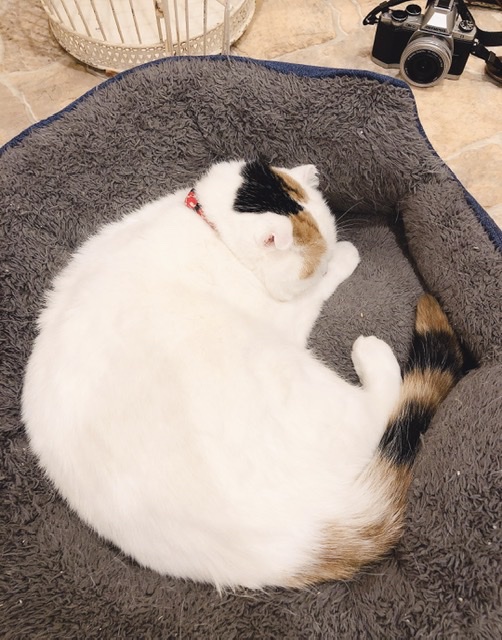 f:id:sora_nekoyashiki:20191220175528j:plain f:id:sora_nekoyashiki:20191220175528j:plain