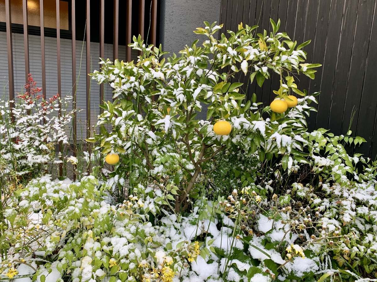 界(かい)山口長門の夏みかん