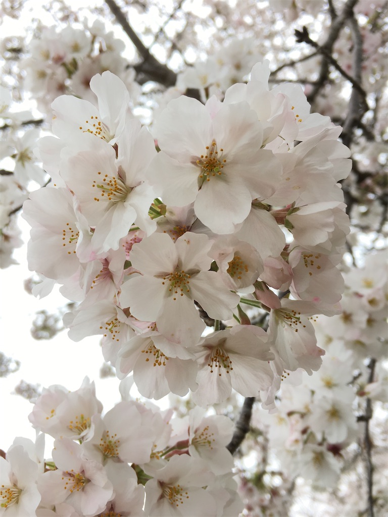 f:id:sorahitoumi:20200413131812j:image f:id:sorahitoumi:20200413131812j:image