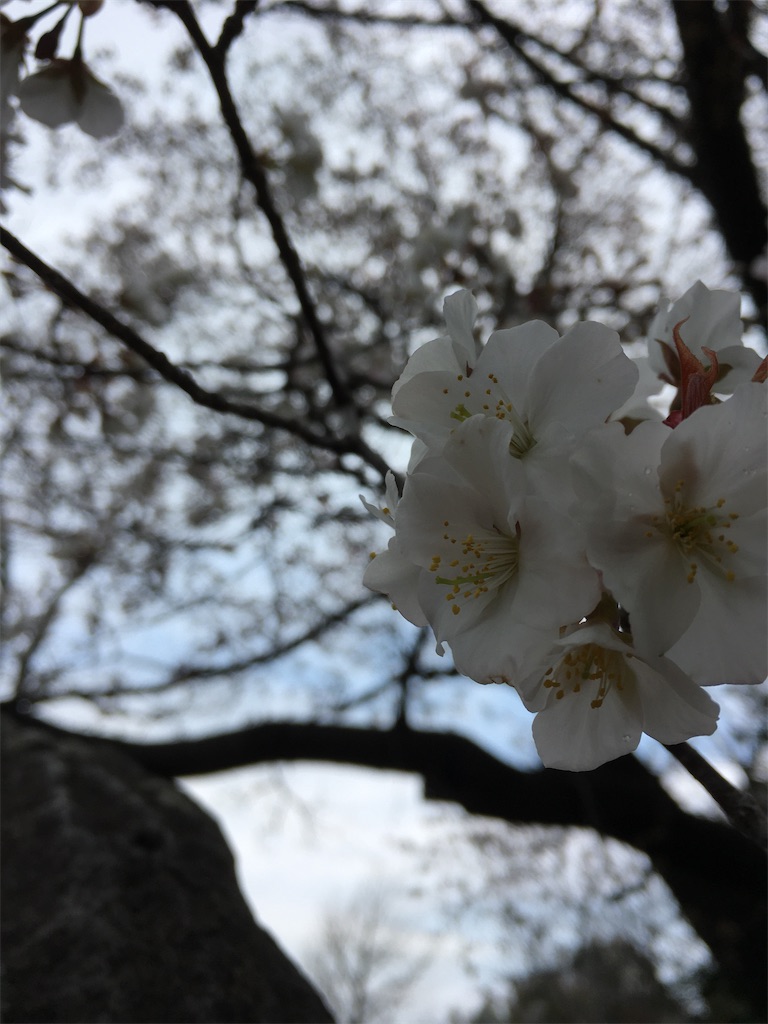 f:id:sorahitoumi:20200413131833j:image f:id:sorahitoumi:20200413131833j:image