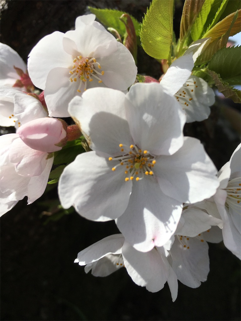 f:id:sorahitoumi:20200413131837j:image f:id:sorahitoumi:20200413131837j:image