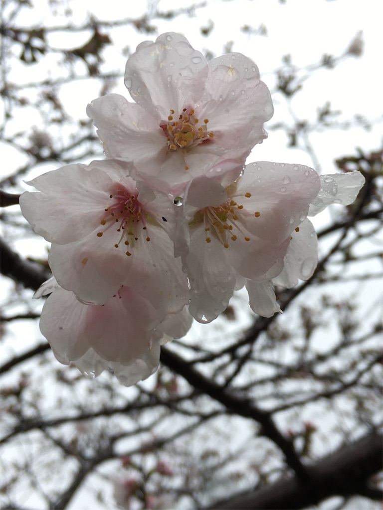 f:id:sorahitoumi:20200413131849j:image f:id:sorahitoumi:20200413131849j:image