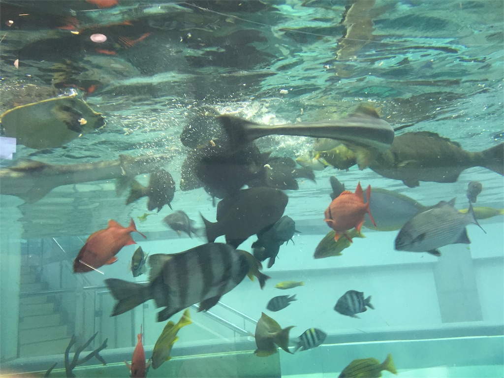 f:id:sorairo2000:20161011130618j:image f:id:sorairo2000:20161011130618j:image