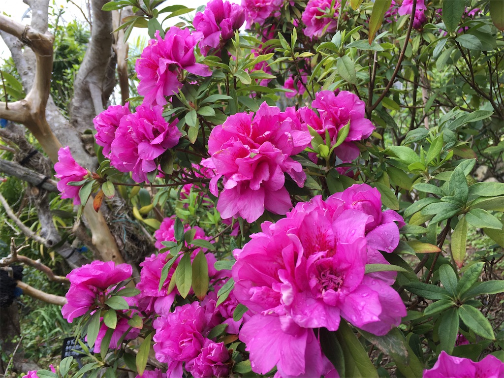 ビッグ2フルフラガーデン ハイビスカスの髪飾りの作り方 龍郷 奄美生活よーりよーり