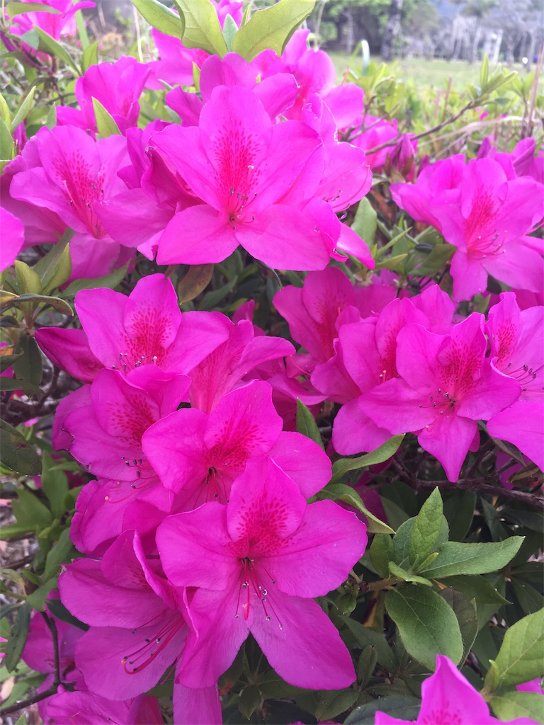 f:id:sorairo2000:20190413092845j:image