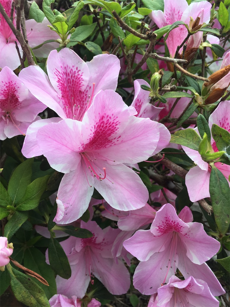 f:id:sorairo2000:20190413092905j:image