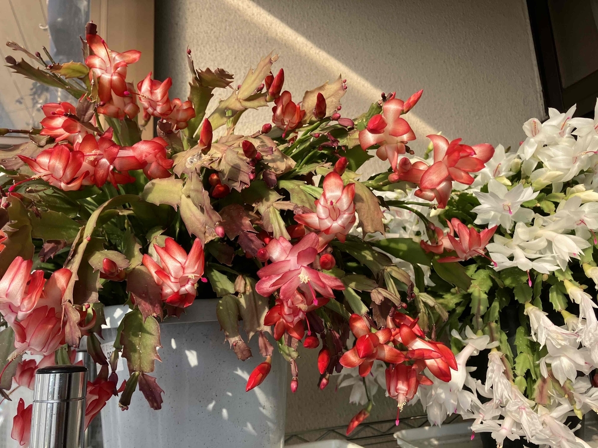シャコバサボテンが開花して来ました。 - そらママのひとりごと