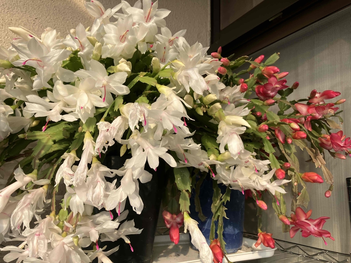 シャコバサボテンが開花して来ました。 - そらママのひとりごと