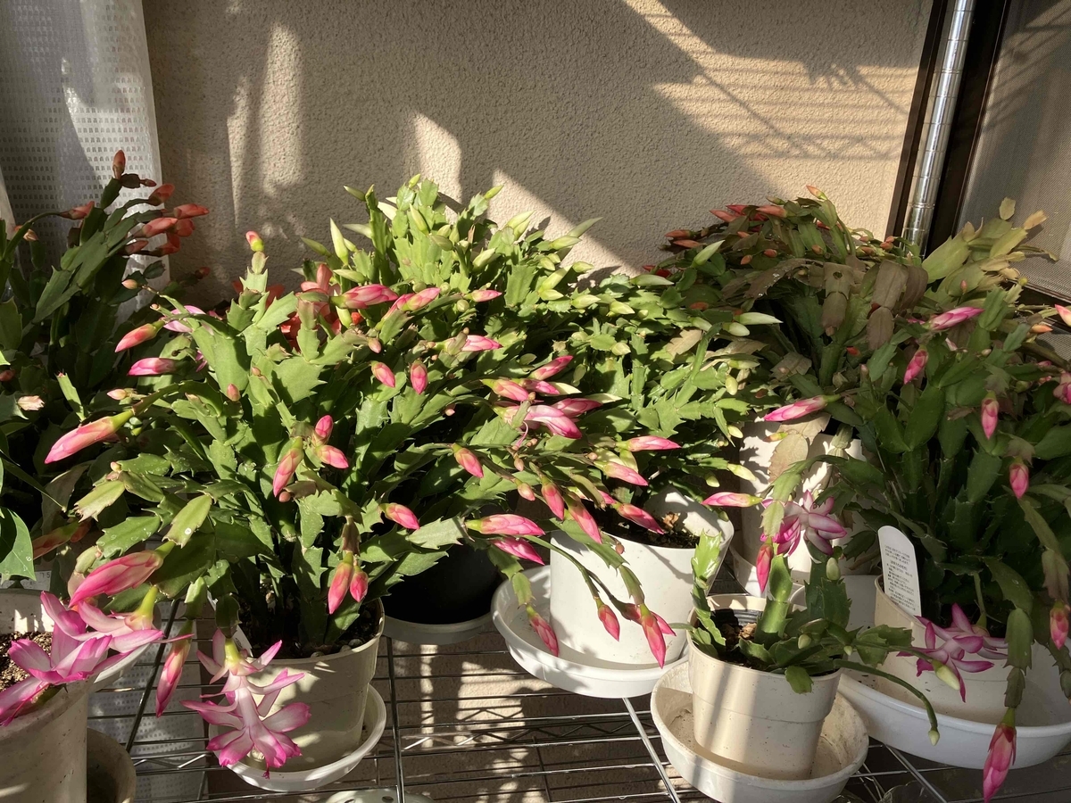 シャコバサボテンが開花して来ました。 - そらママのひとりごと
