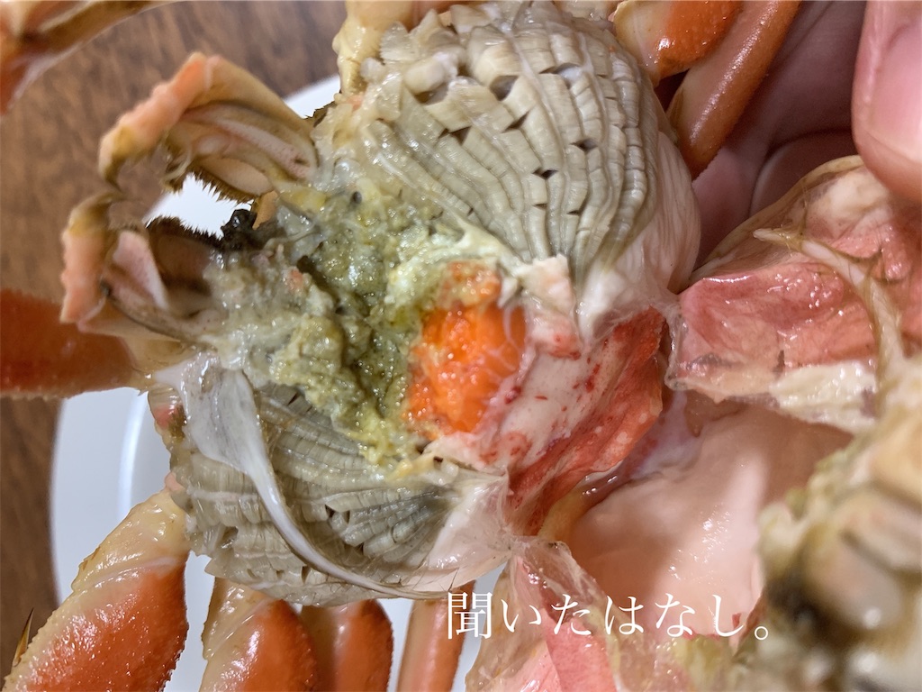 今年もセコガニの解禁時期がやってきたで〜!2019年セコガニの解禁日の話。
