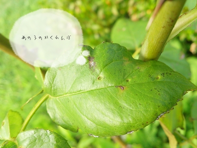 f:id:soramero:20120917114546j:image