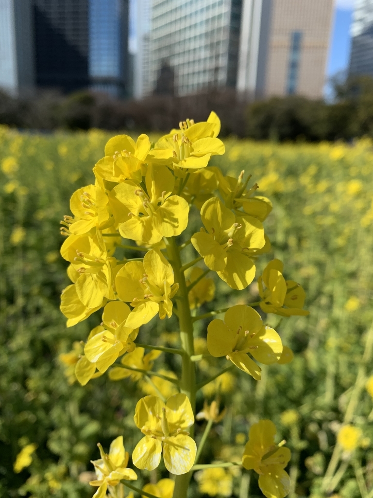 f:id:soramimeshi:20190127091950j:plain