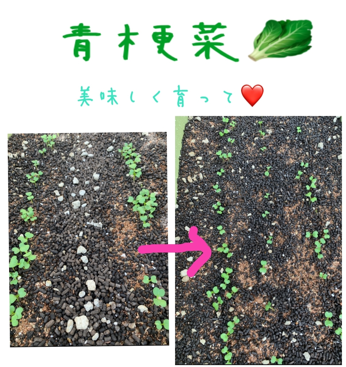 f:id:soramimeshi:20200512123706j:plain