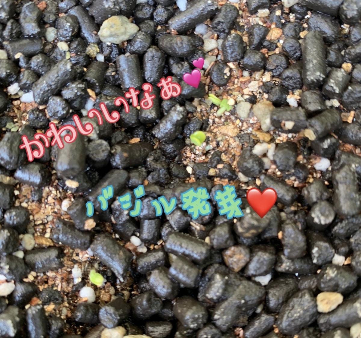 f:id:soramimeshi:20200512123730j:plain