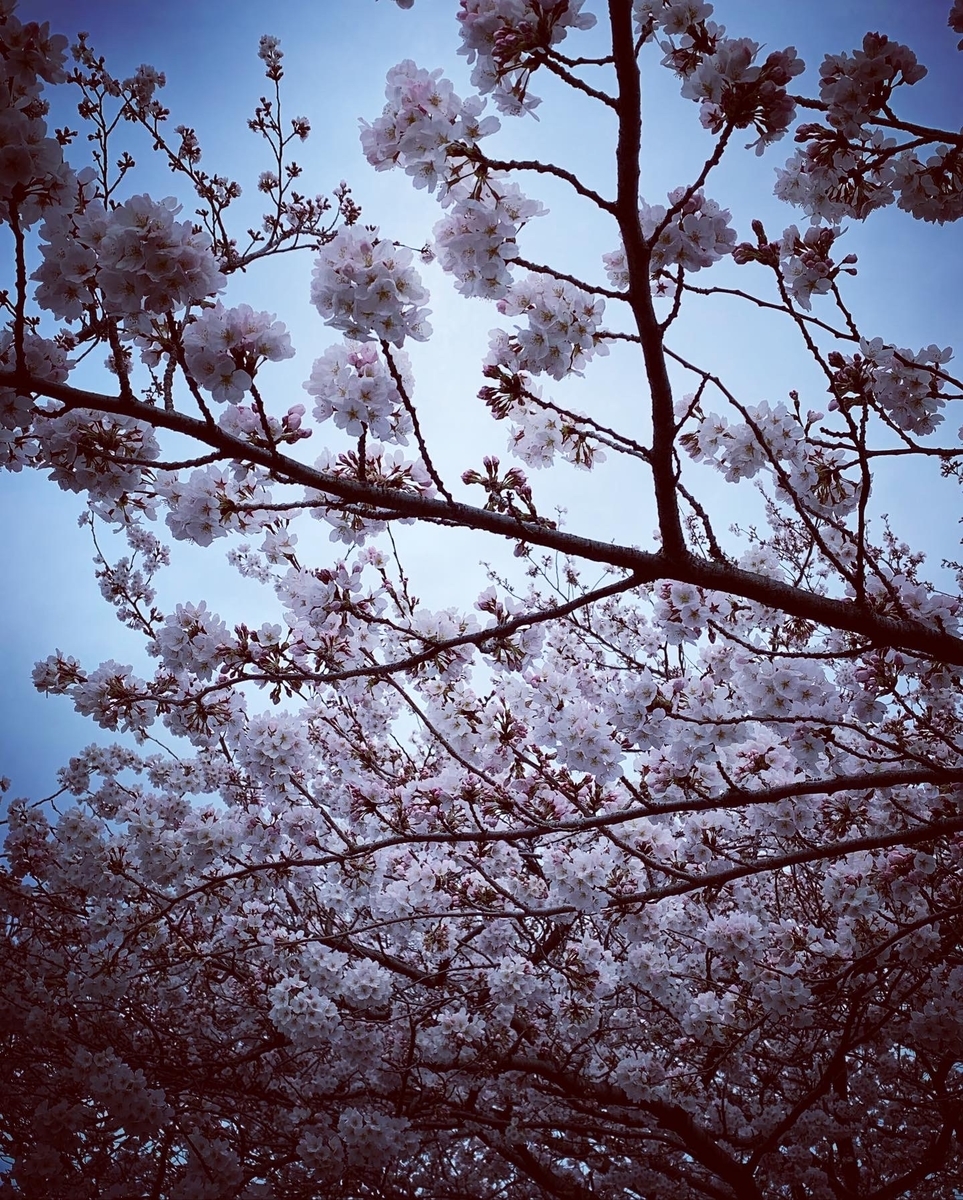 f:id:soramimeshi:20220401113853j:plain