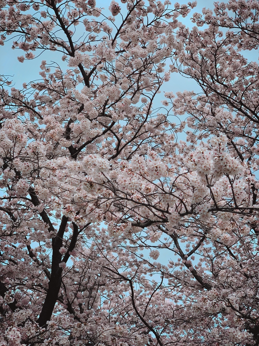 f:id:soramimeshi:20220401113921j:plain