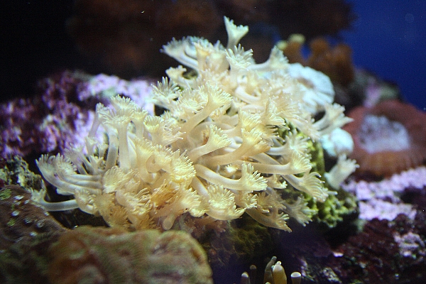 ハナガササンゴ On The Rock まっすんの海水魚 サンゴ飼育日記