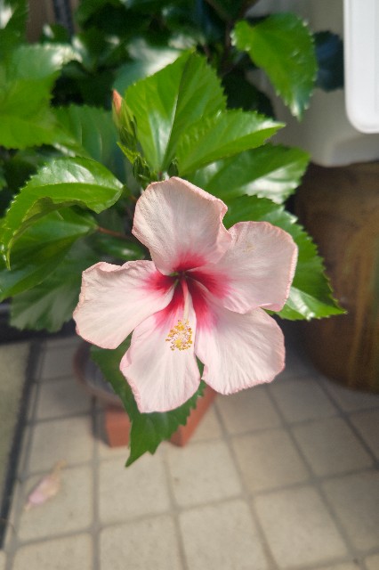 f:id:soranaka004:20241104003342j:image