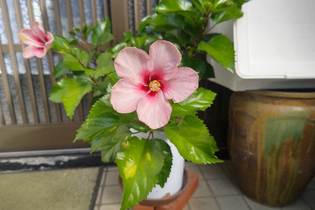 f:id:soranaka004:20241104003630j:image