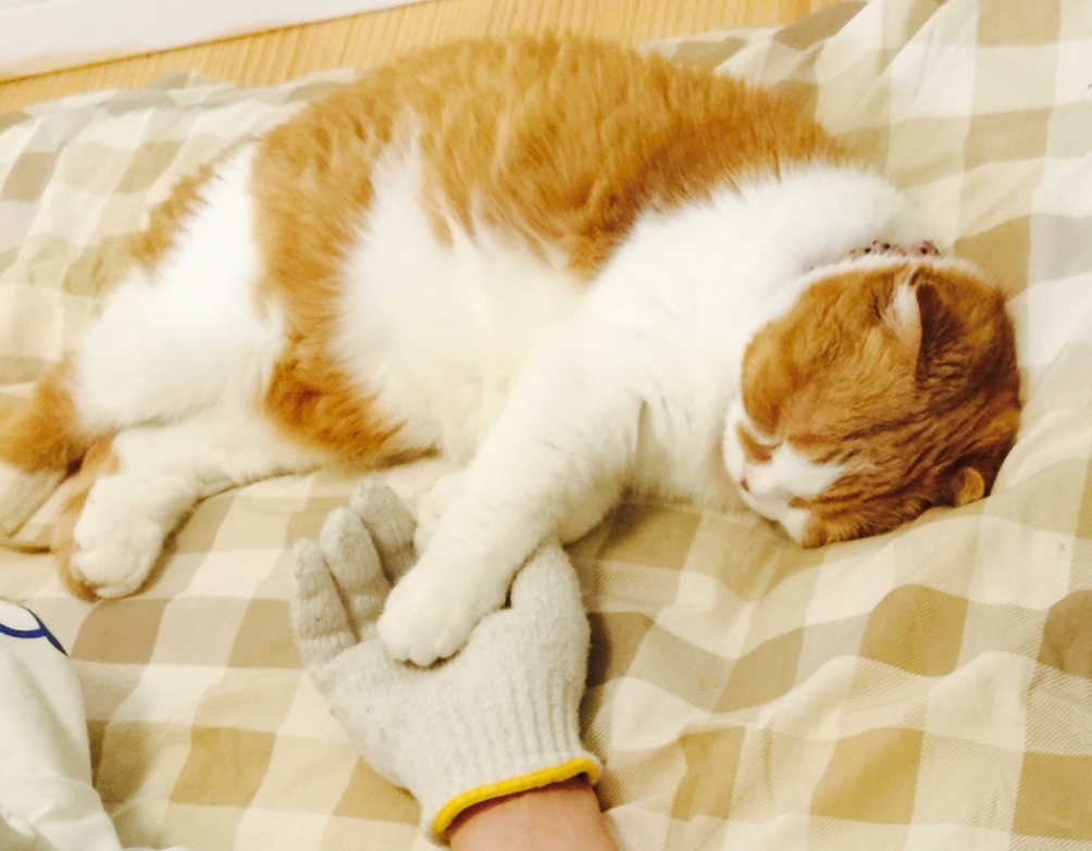 f:id:soranekox:20190119105338j:plain:w300