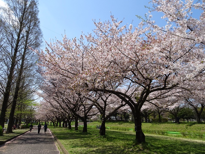 f:id:sorano2525:20170413163531j:plain