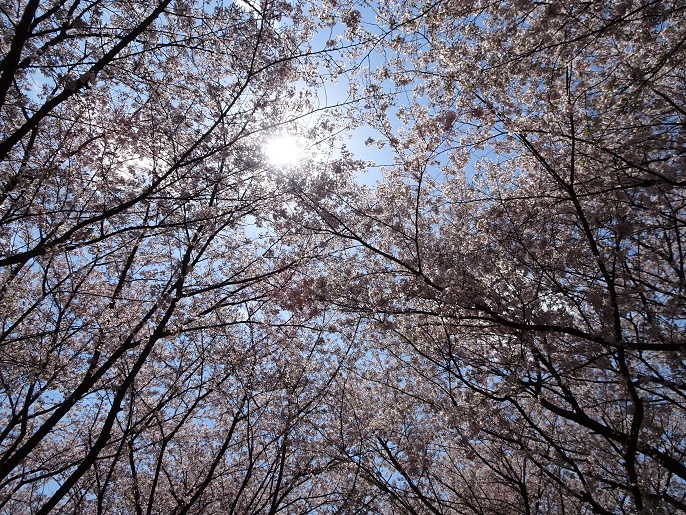 f:id:sorano2525:20170413163721j:plain