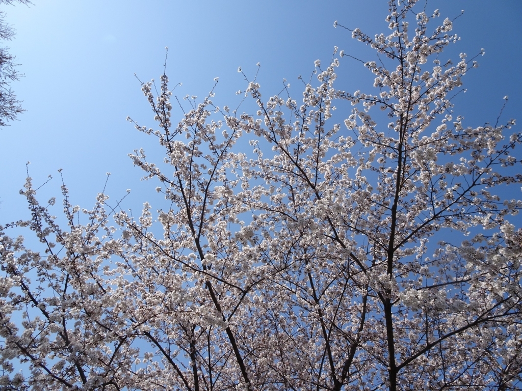 f:id:sorano2525:20180327135521j:plain