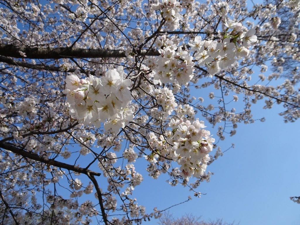 f:id:sorano2525:20180327135713j:plain