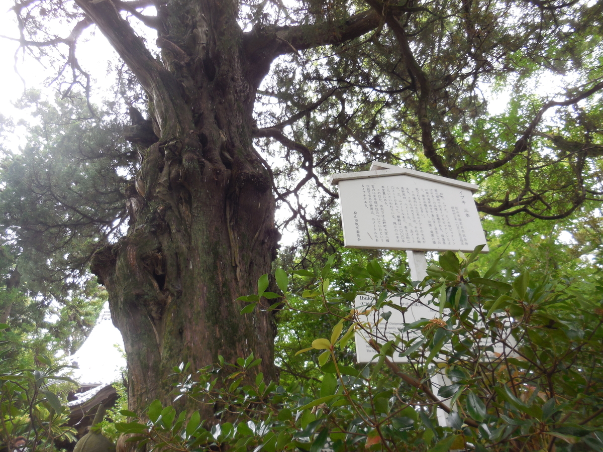 f:id:soranokaori:20201026111536j:plain f:id:soranokaori:20201026111536j:plain