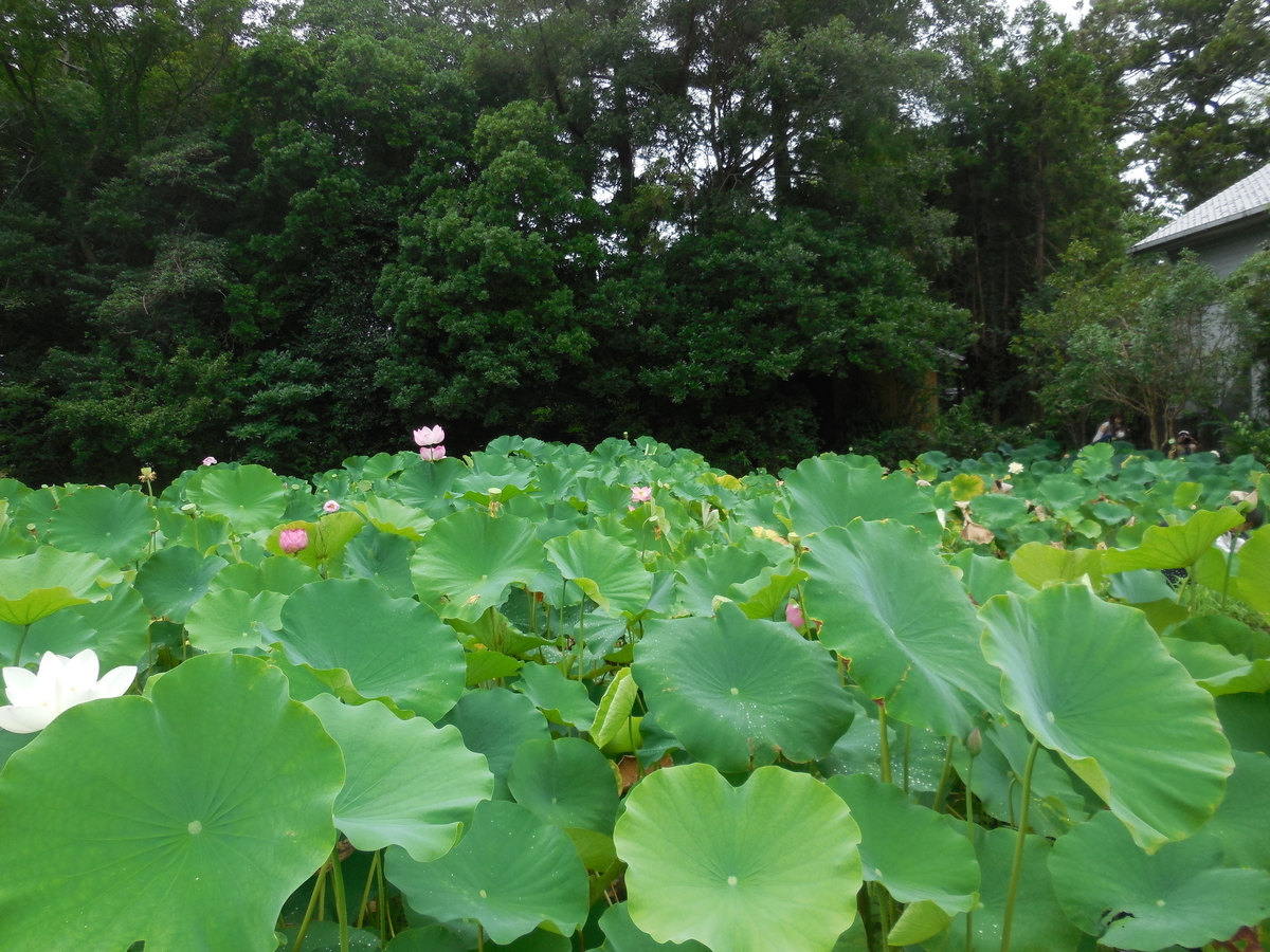 f:id:soranokaori:20201026111614j:plain f:id:soranokaori:20201026111614j:plain