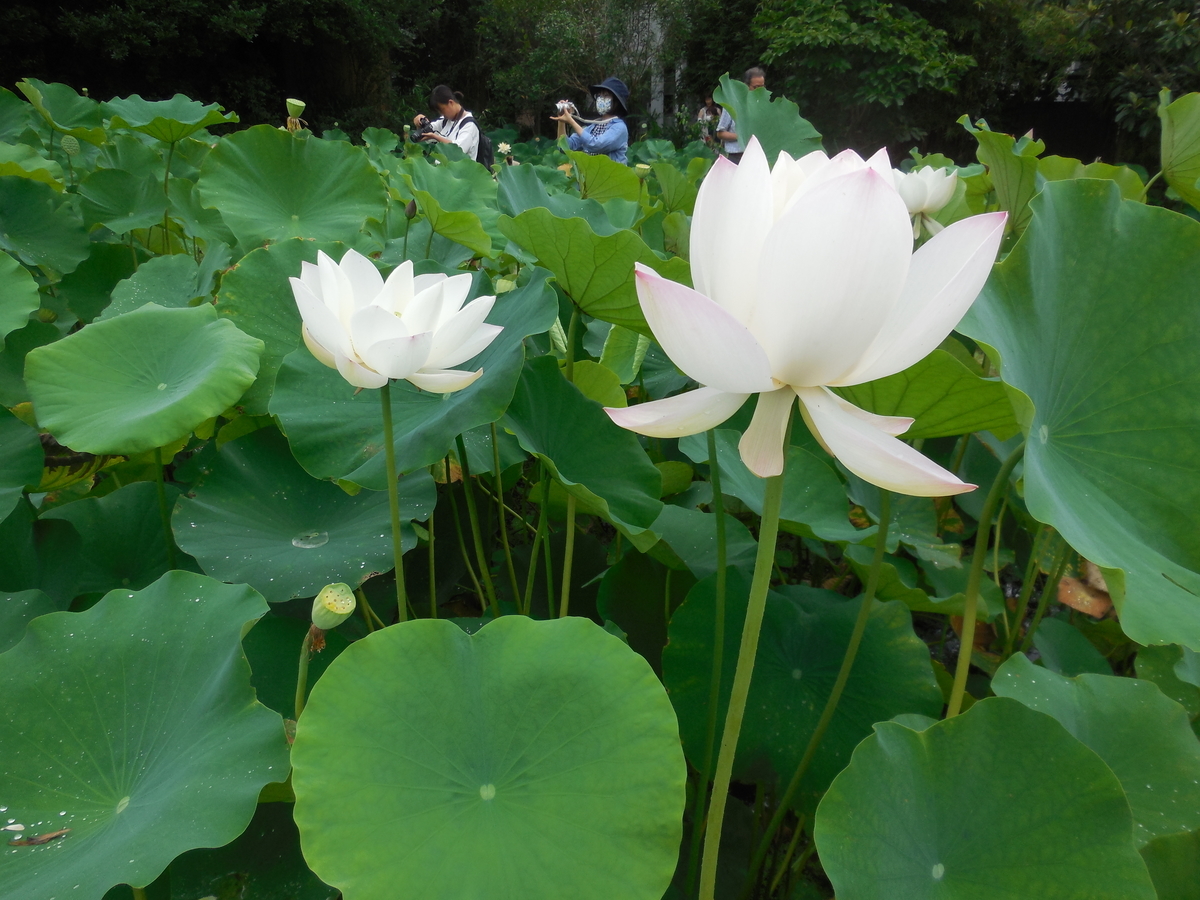 f:id:soranokaori:20201026111700j:plain f:id:soranokaori:20201026111700j:plain