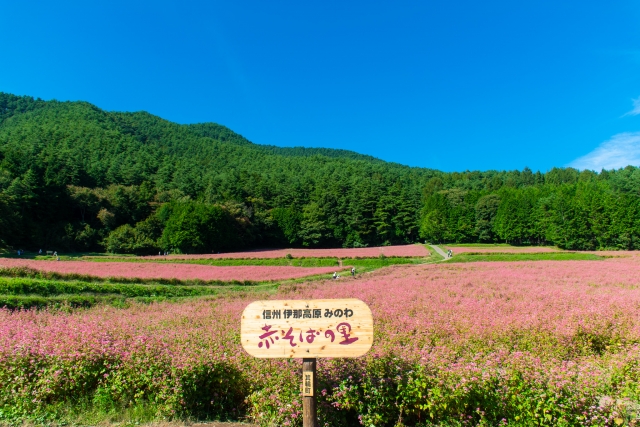 長野県箕輪町「赤そばの里」に咲き誇る一面のピンク色の赤そば畑と青空