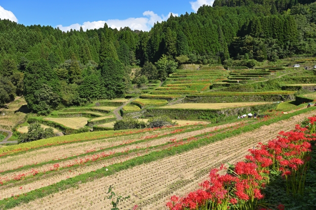 福岡県うきは市の名所「つづら棚田」に咲く満開の彼岸花と秋の絶景