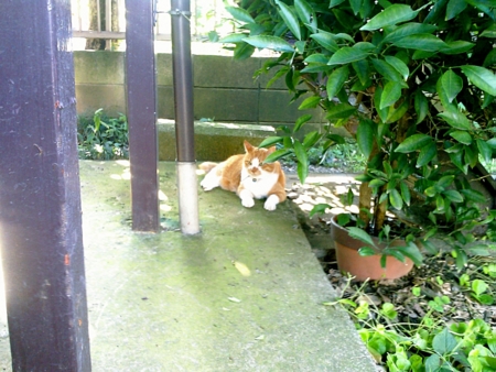 f:id:sorasemi:20080920145329j:image f:id:sorasemi:20080920145329j:image
