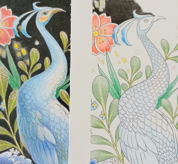 夫婦牡丹 (色鉛筆画)