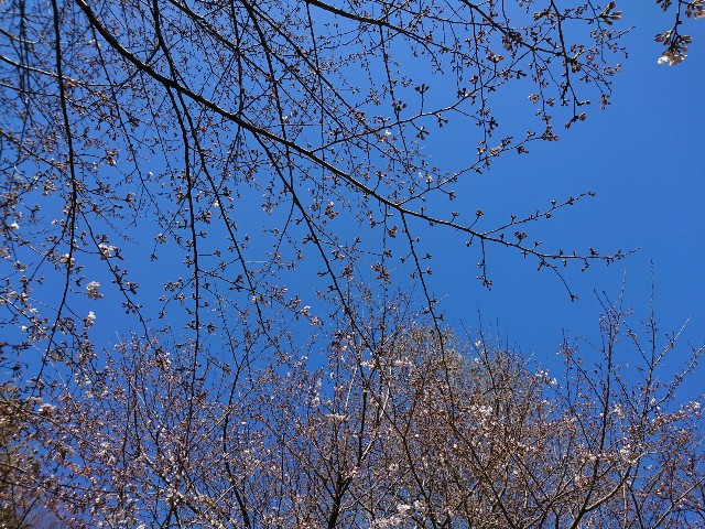 f:id:soratamaki:20190324202316j:image