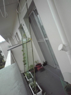 f:id:soratobi_neko:20110620094459j:image f:id:soratobi_neko:20110620094459j:image