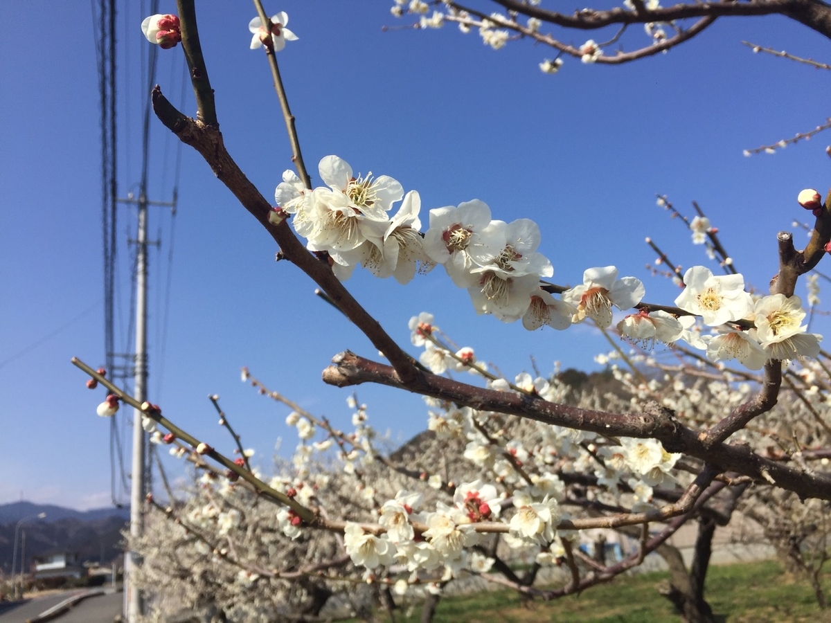 f:id:soratobukuma:20210308161632j:plain