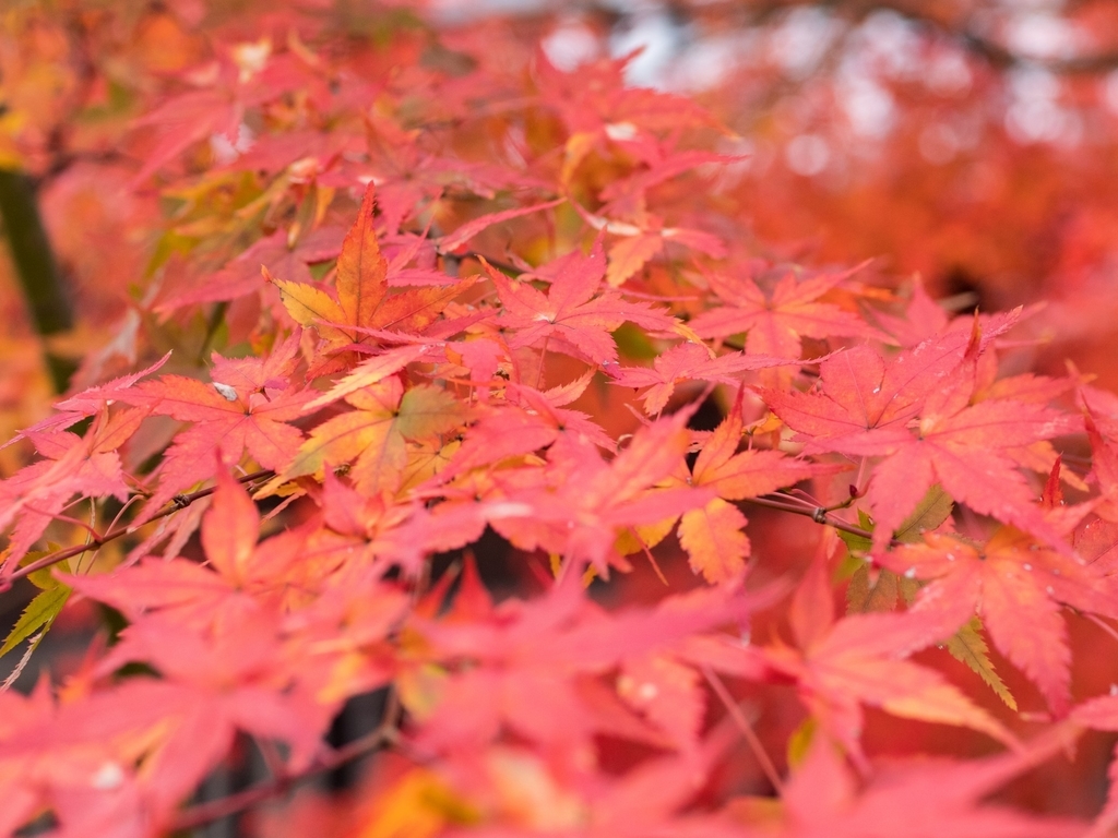 f:id:soraumi8:20181218082801j:plain f:id:soraumi8:20181218082801j:plain